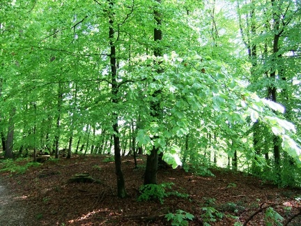 2012-05-06 012 Wald 3