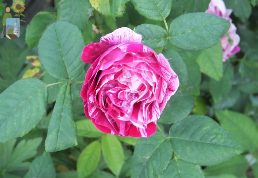 2014-06-11_06-37-16 Rose
