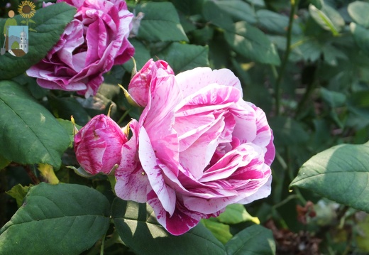 2014-06-11_06-37-38 Rose