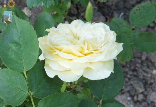 2014-06-11_06-39-54 Rose