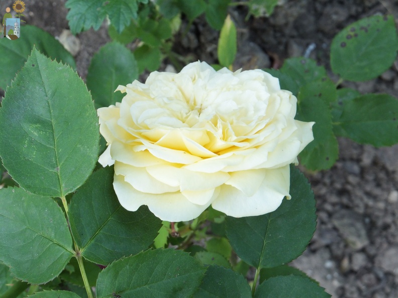 2014-06-11_06-39-54 Rose.JPG