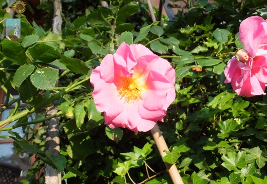 2014-06-11_06-41-32 Rose