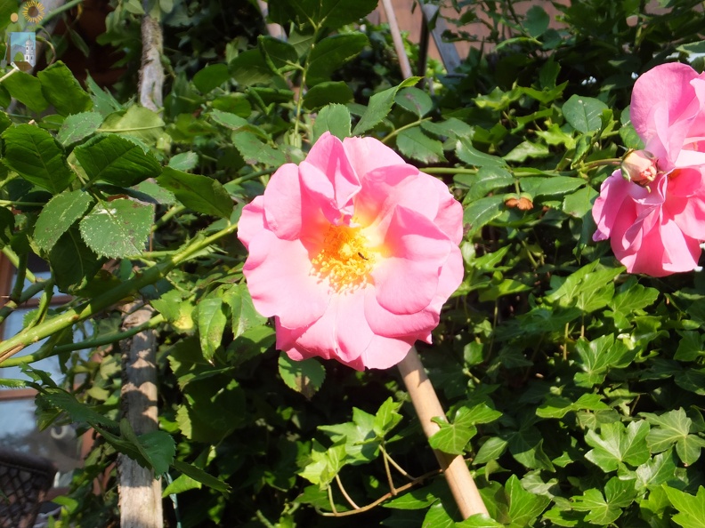 2014-06-11_06-41-32 Rose.JPG