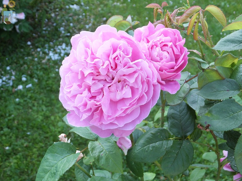 2014-06-11_06-45-20 Rose.JPG