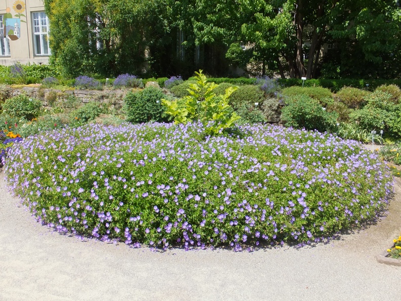 2015-07-04 14-44-41 Muenchen Botanischer Garten.JPG